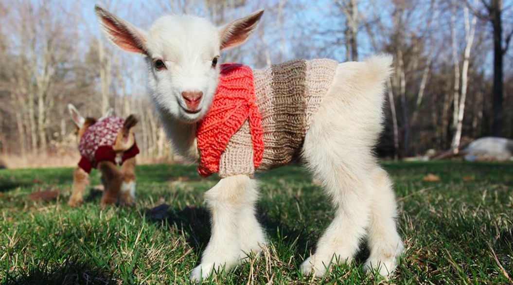 かわいさ悶絶級 セーターを着た赤ちゃんヤギがキュート 動画あり Tabi Labo