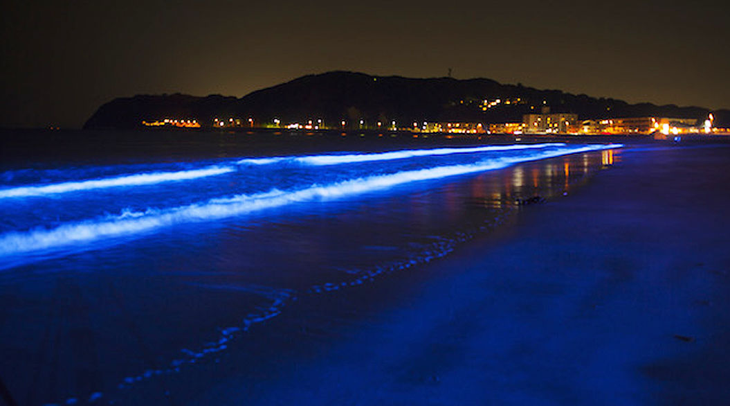 まるでモルディブの青白く光るビーチ Night Wave が 今日から湘南エリアで開催 Tabi Labo