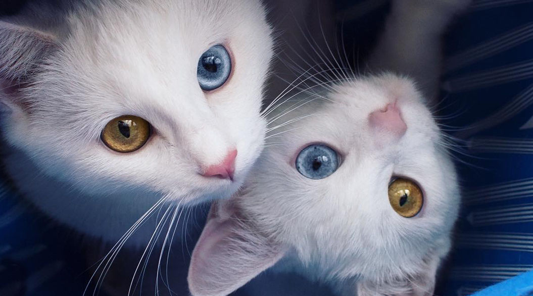 左右の目の色がちがうネコ しかも双子 が神秘的 Tabi Labo
