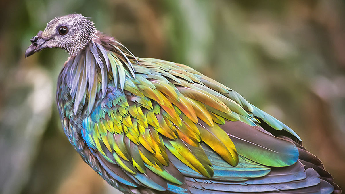 虹色に輝く鳥 ミノバト 日本の動物園でも見れる Tabi Labo