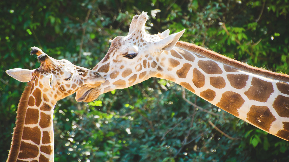 久しぶりに動物園へ行きたくなる話題 キリンは4種存在した Tabi Labo