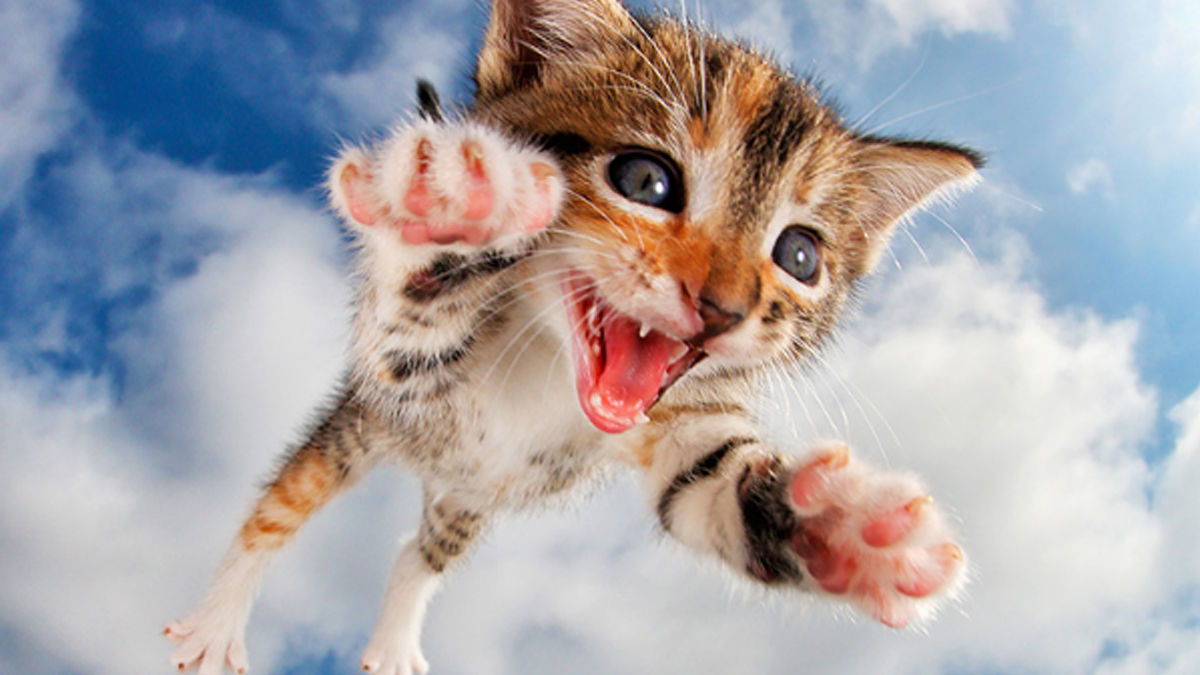 空飛ぶ子猫 には カメラマンの動物愛が詰まっていた Tabi Labo