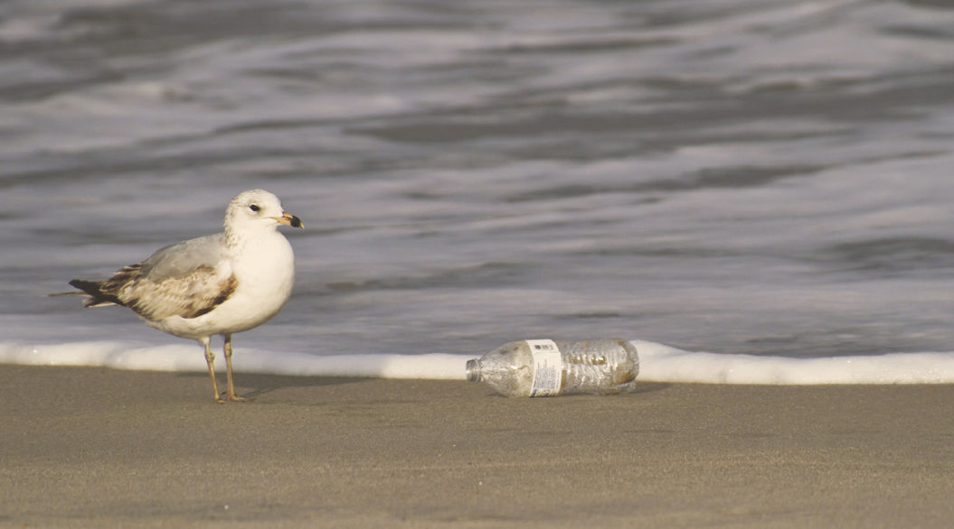 海の生き物たちが プラスチックごみを食べてしまう理由 が判明 Tabi Labo