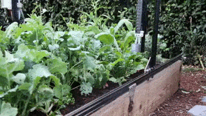 種まきや水やりなど 家庭菜園を全自動化する Farmbot Tabi Labo