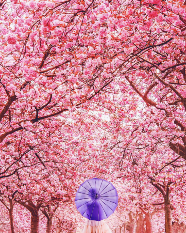 日本の春に足を踏み入れたら「絶景」はもう探すものじゃない。