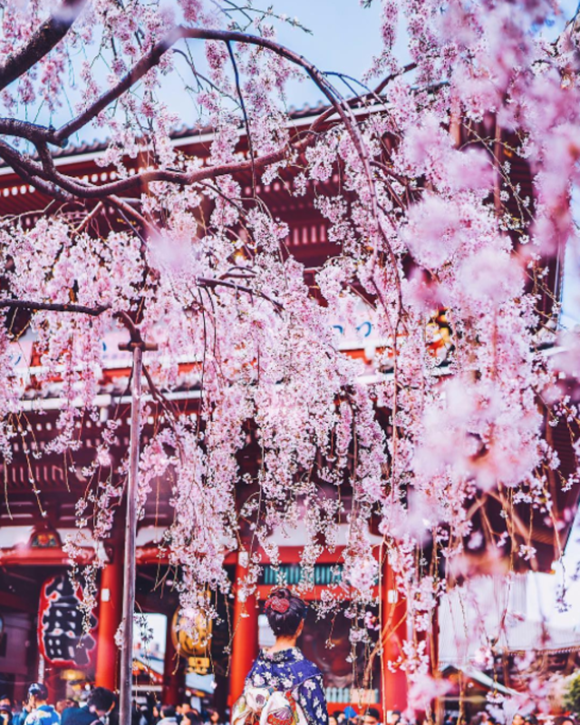 日本の春に足を踏み入れたら「絶景」はもう探すものじゃない。