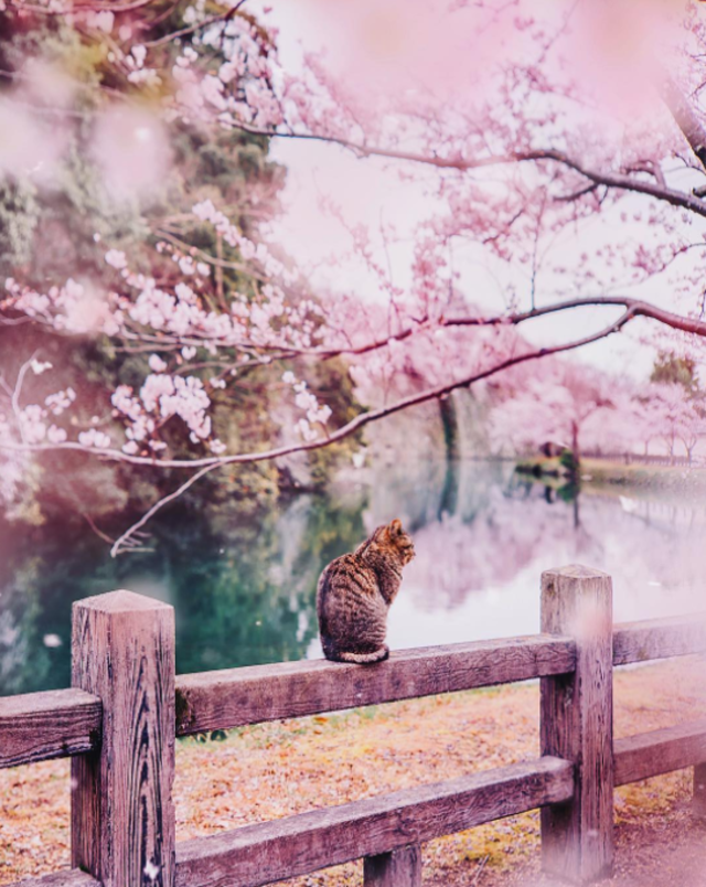 日本の春に足を踏み入れたら「絶景」はもう探すものじゃない。
