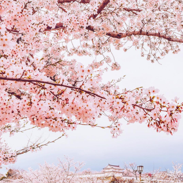 日本の春に足を踏み入れたら「絶景」はもう探すものじゃない。
