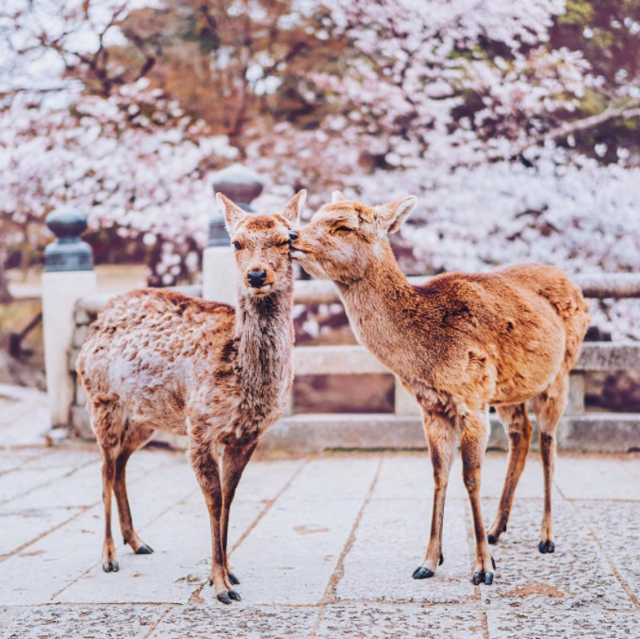 日本の春に足を踏み入れたら「絶景」はもう探すものじゃない。