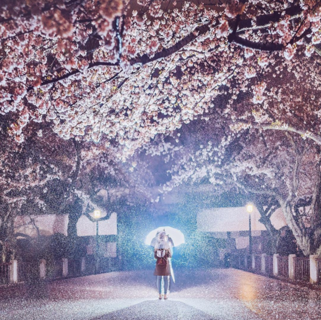 日本の春に足を踏み入れたら「絶景」はもう探すものじゃない。