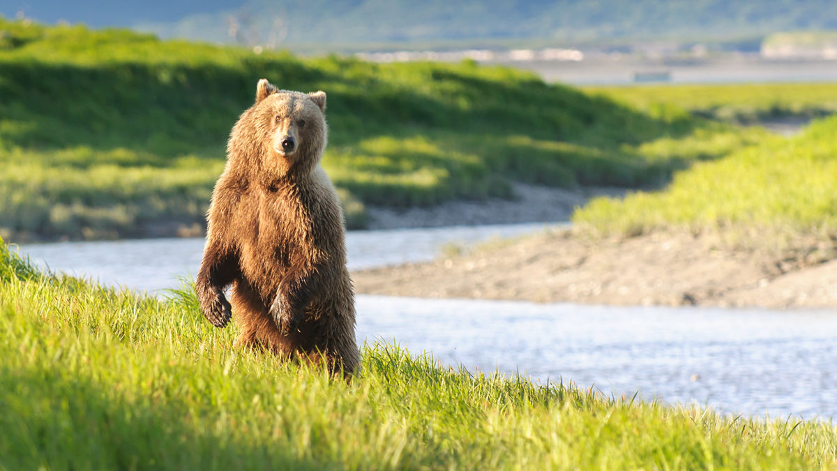 ネイティブアメリカンの「動物占い」が面白い!あなたはどれ?