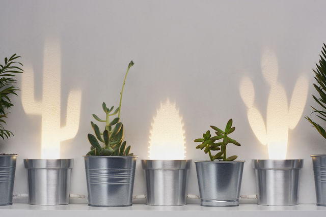 観葉植物と組み合わせて使いたい「光のサボテン」