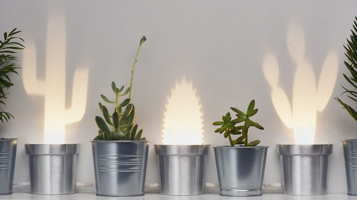 観葉植物と組み合わせて使いたい「光のサボテン」