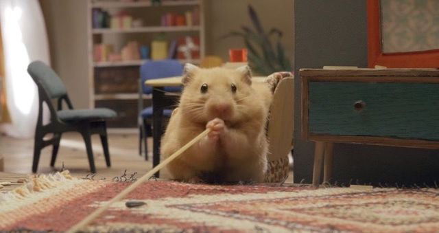 ひとつ屋根の下で暮らす「ハムスター家族」に癒されよう
