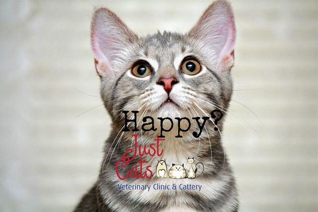 【求人】フルタイムで猫と戯れてくれる人、募集します