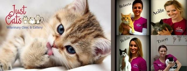 【求人】フルタイムで猫と戯れてくれる人、募集します