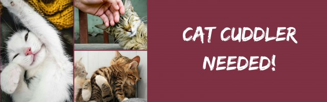 【求人】フルタイムで猫と戯れてくれる人、募集します